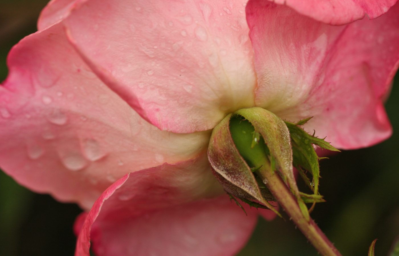 A fresh pink rose petal beaded with water and holding a mirror-bright highlight