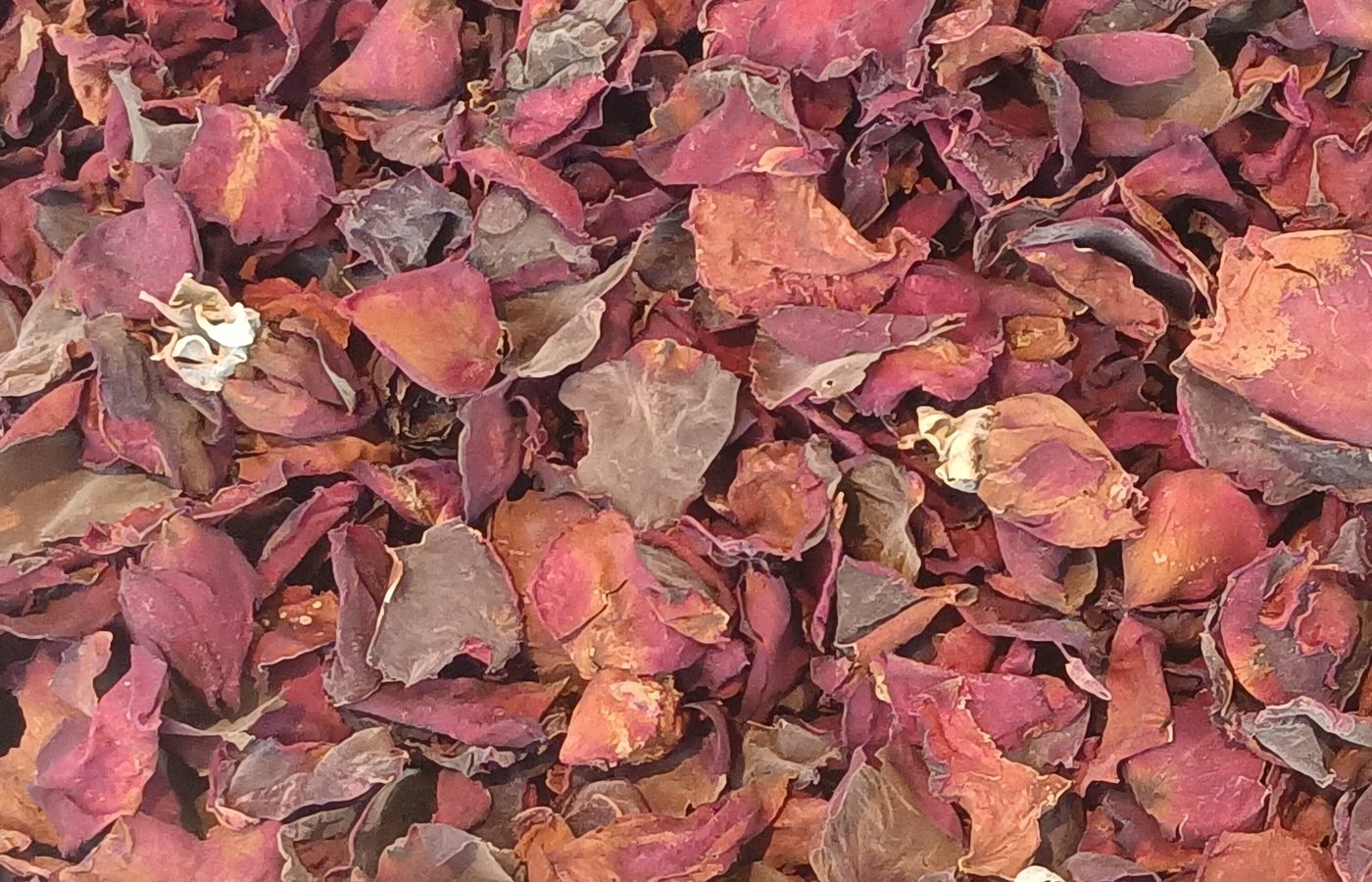 A dry, matte rose petal without sheen