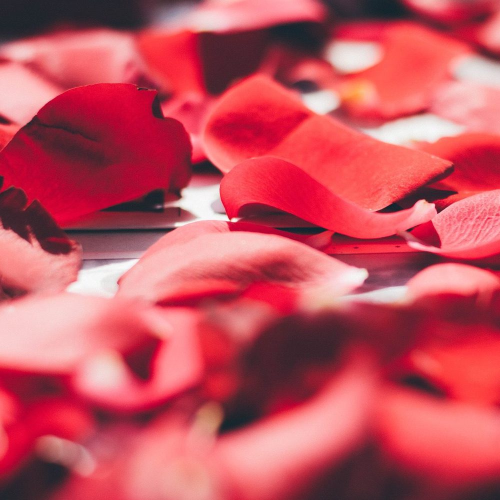 Red rose petals scattered on a pale surface