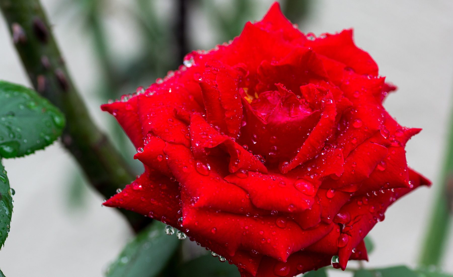 Macro close-up of rain dew resting on red rose petals