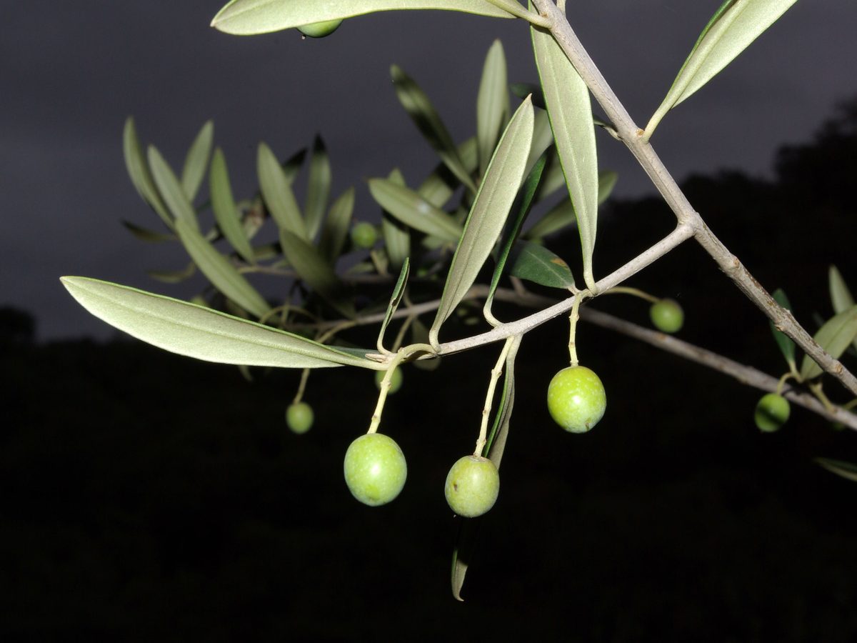 Olives on the branch (Olea europaea)