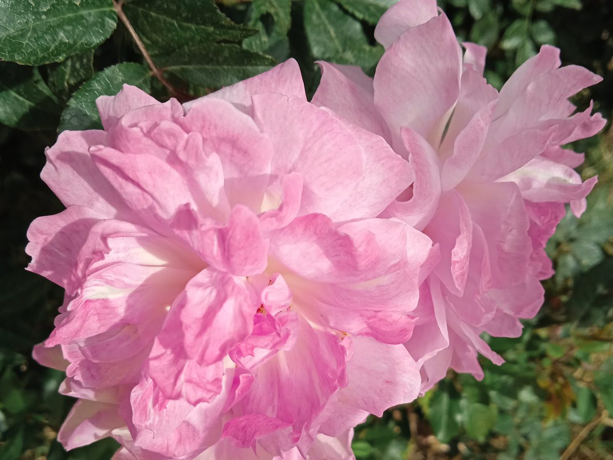 Close-up of a Damask rose, Rosa × damascena “Ispahan”