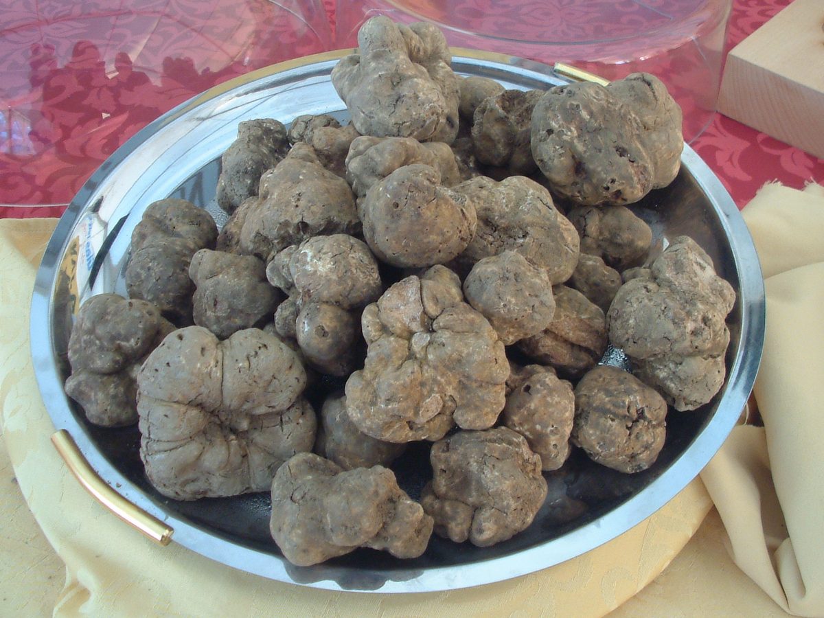Close-up of a truffle fruiting body