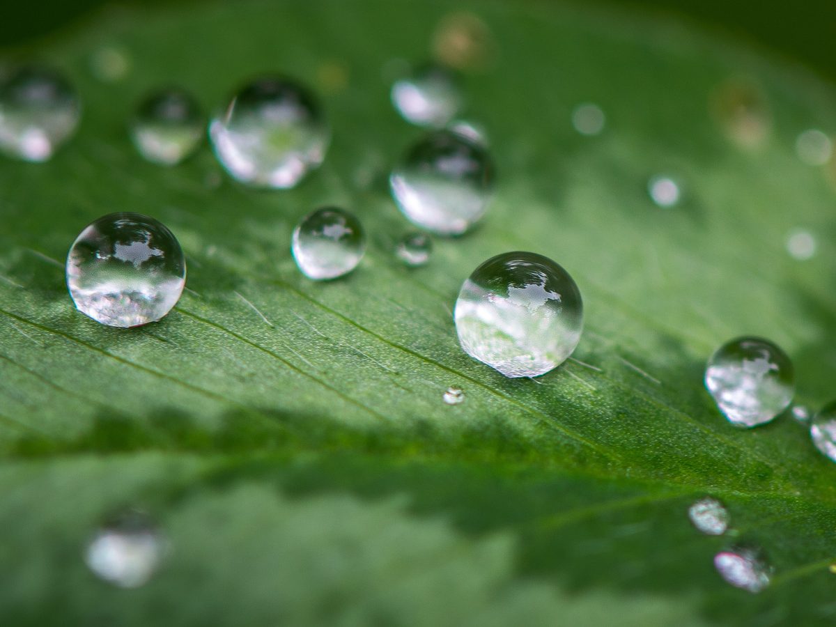 Macro close-up of a water droplet on a leaf